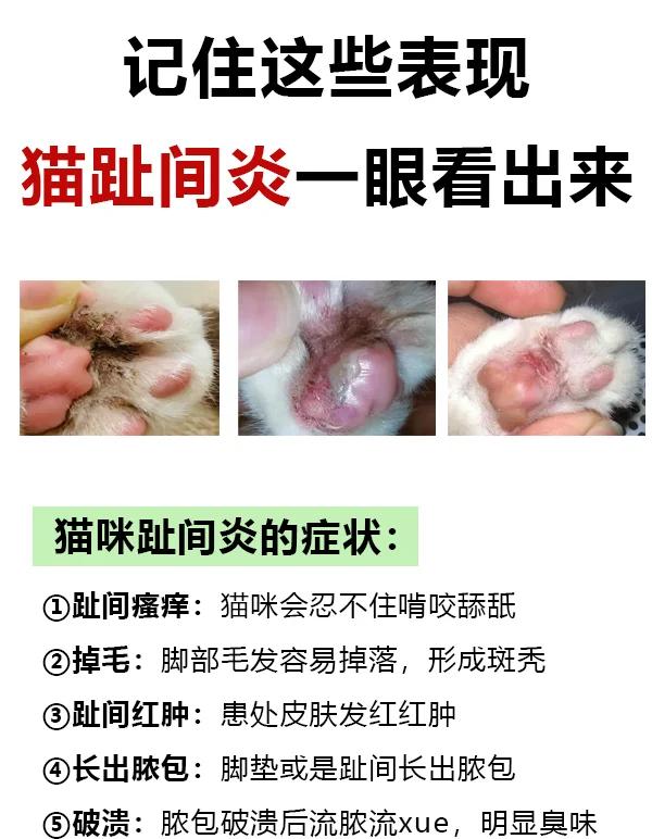 猫咪指甲裂开很薄的一层(猫咪指甲裂开很薄的一层要把它剪掉吗) 猫咪指甲裂开很薄的一层(猫咪指甲裂开很薄的一层要把它剪掉吗)