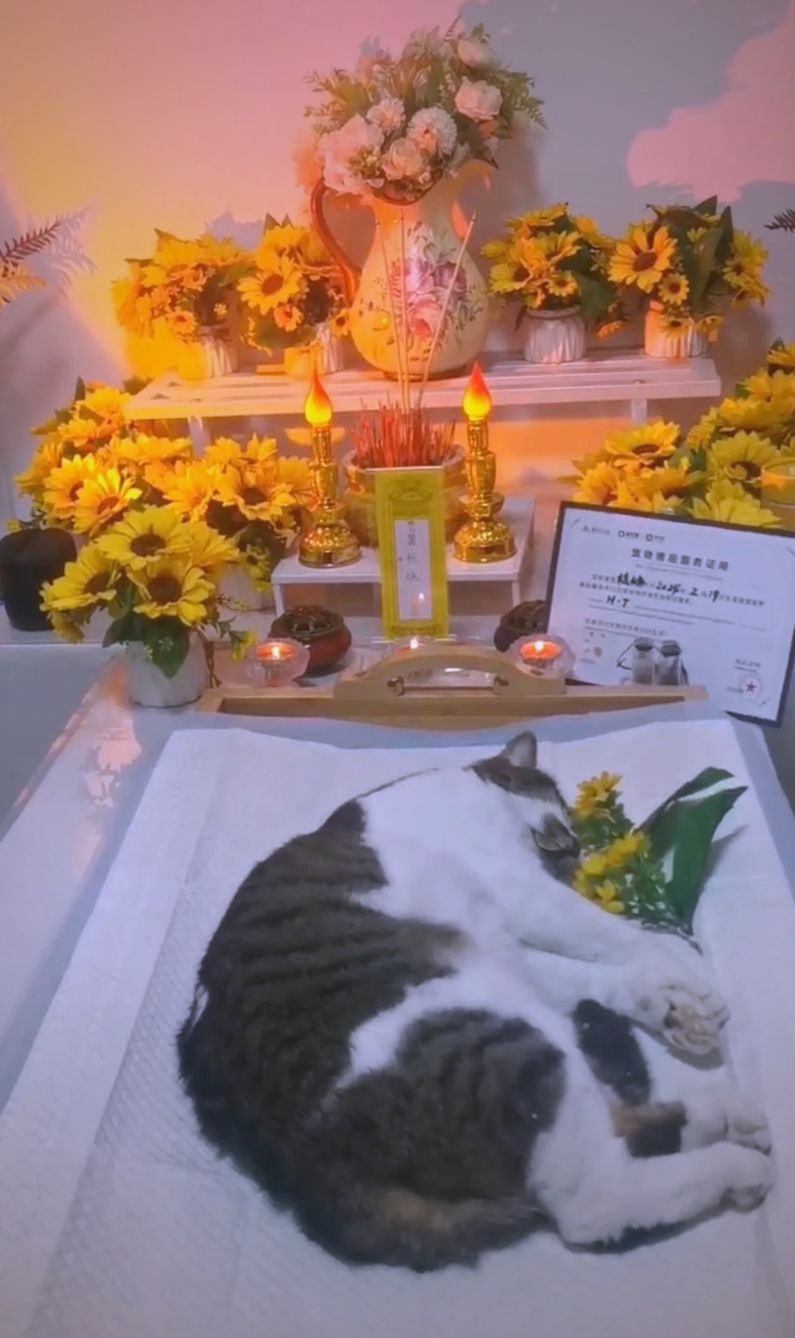 猫可以吃核桃吗(猫可以吃核桃仁嘛)