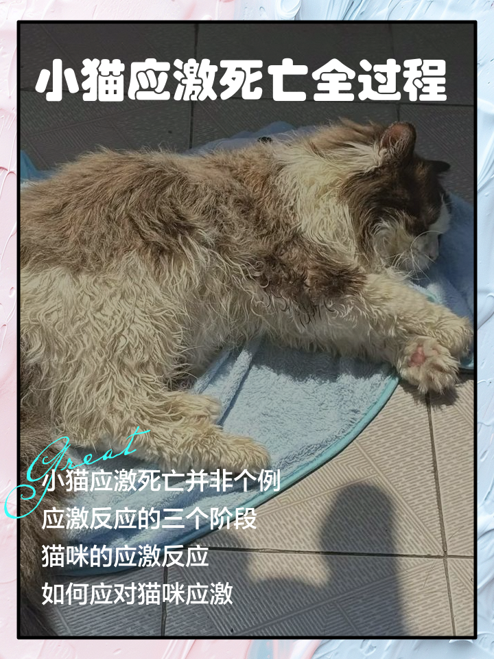 折耳猫发病(折耳猫发病了还能活吗) 折耳猫发病(折耳猫发病了还能活吗)