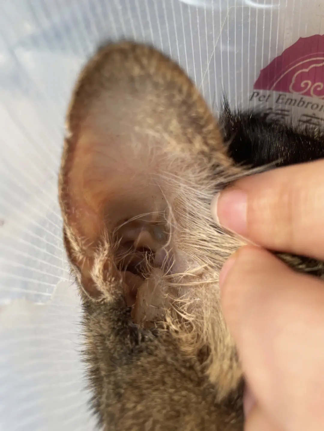 猫黄疸症状早期(猫黄疸怎么治疗方法)