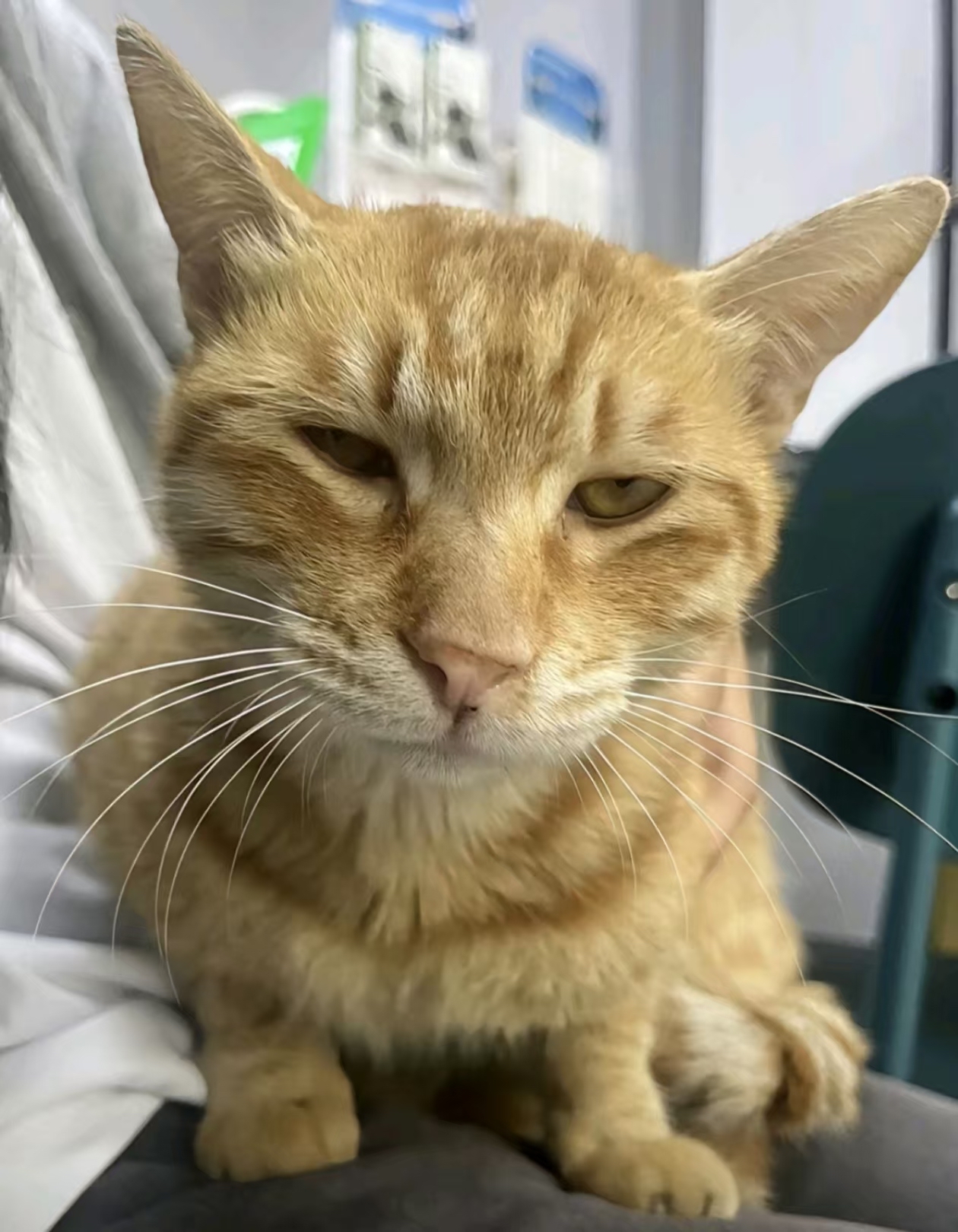 猫黄疸症状早期(猫黄疸怎么治疗方法)
