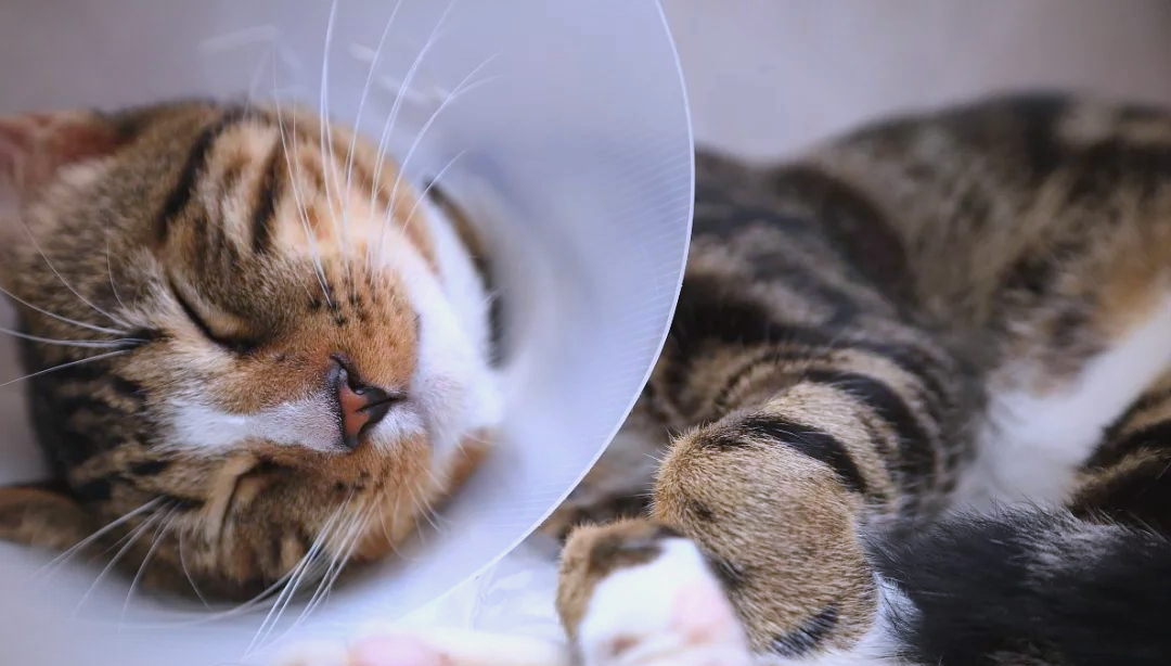 猫咪发烧的症状(狗狗发烧的症状和表现)