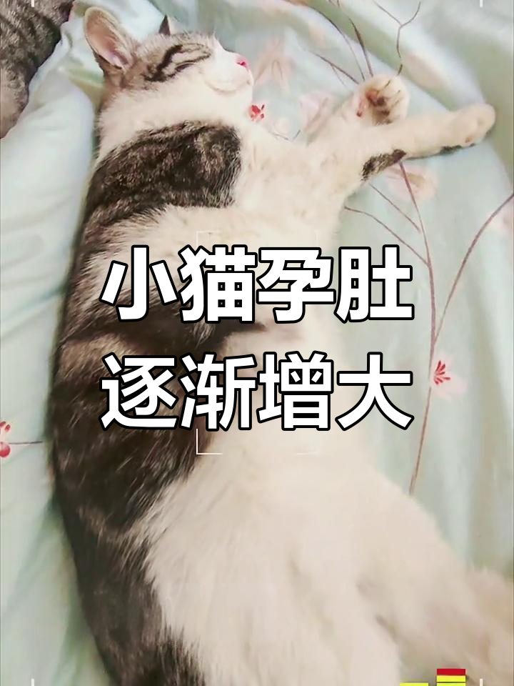 母猫怀孕初期的表现是什么样的(母猫怀孕初期的表现是什么样的图片)