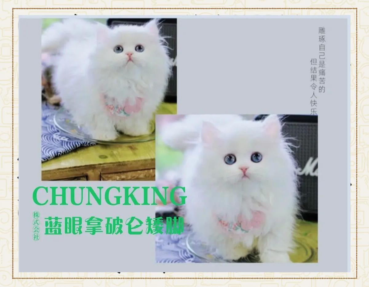 矮脚猫基因缺陷(矮脚猫 基因缺陷)