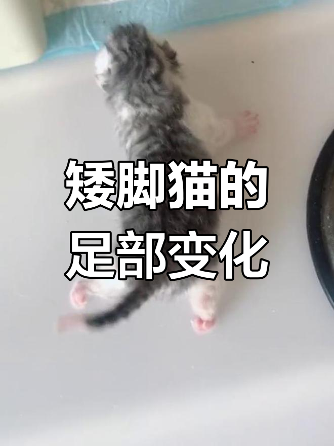矮脚猫基因缺陷(矮脚猫 基因缺陷)