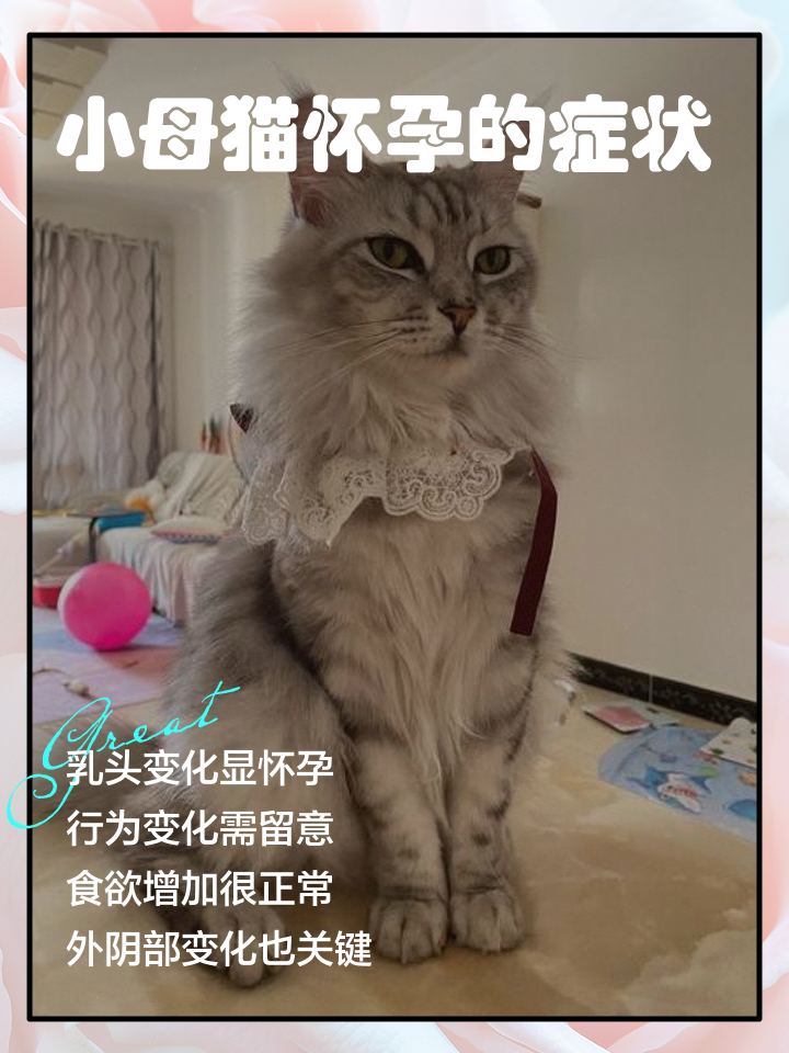 猫怀孕初期有哪些症状(猫咪怀孕初期的症状表现)