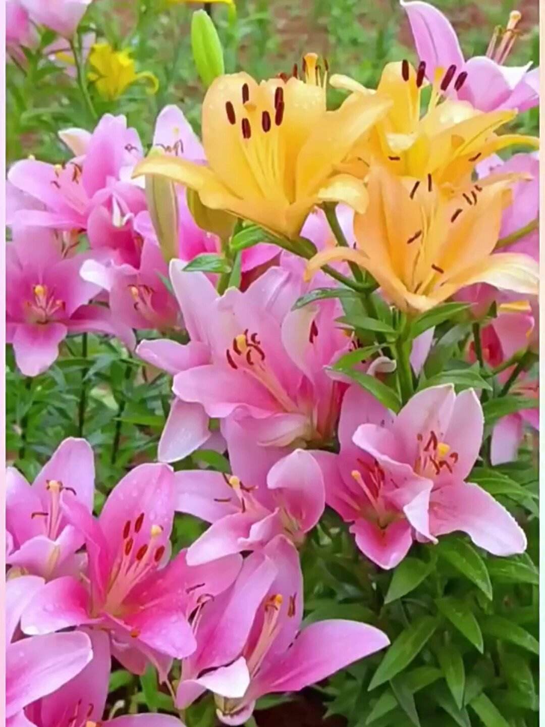 关于百合花可以放在睡觉的房间吗的信息