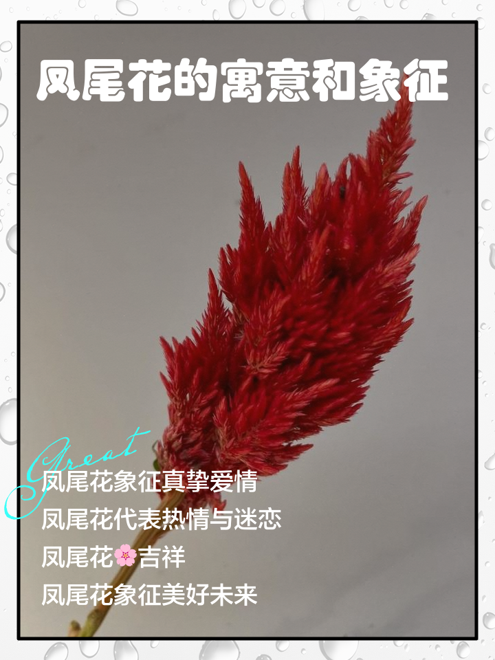 凤尾竹开花意味着什么(凤尾竹开花意味着什么意思)