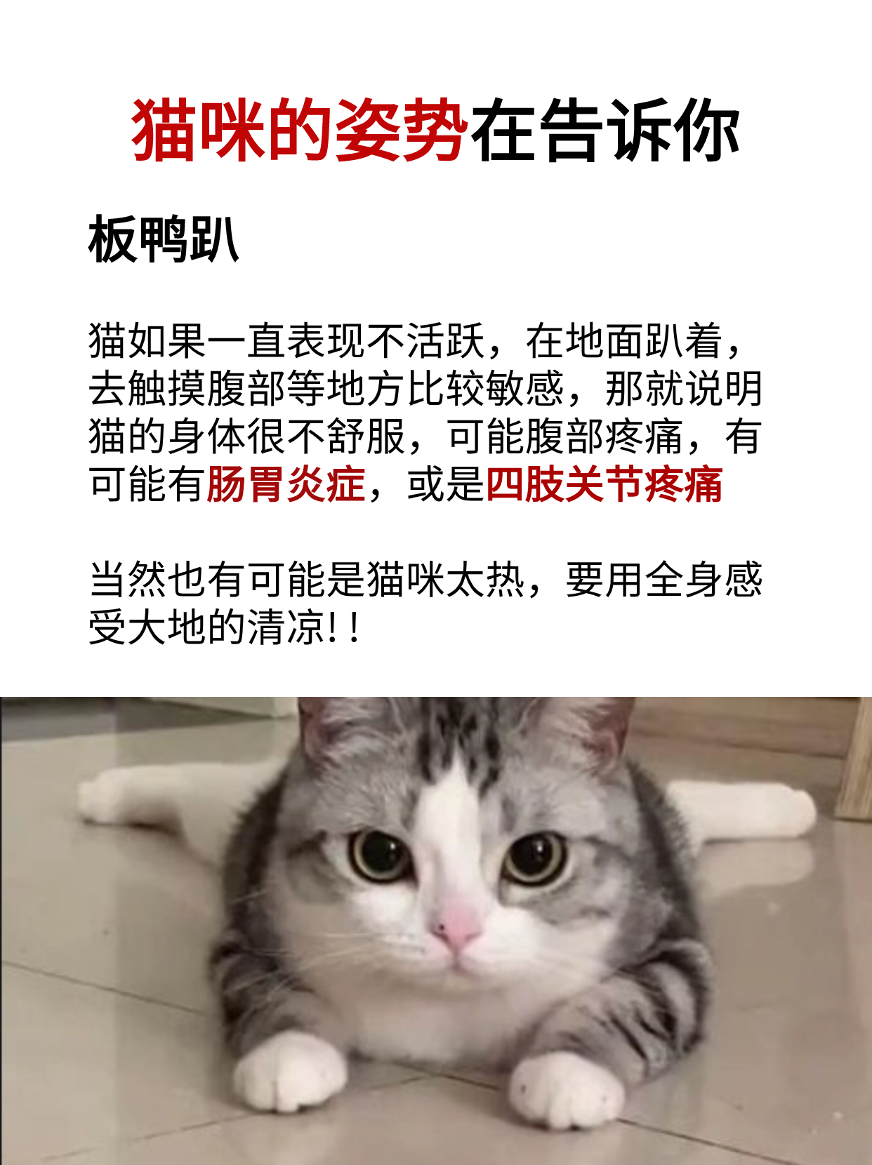 猫咪怎么趴着说明不舒服(猫咪趴的姿势和之前不一样) 猫咪怎么趴着说明不舒服(猫咪趴的姿势和之前不一样)