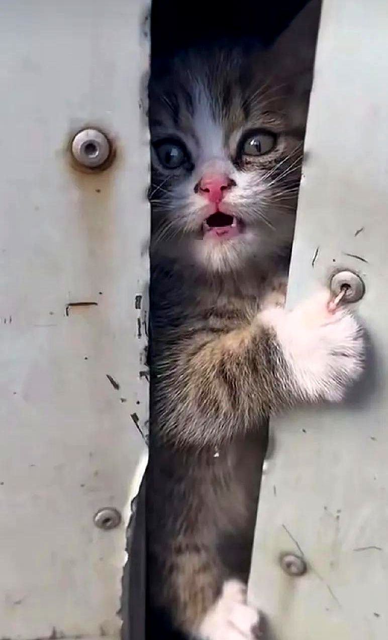 猫突然到处乱窜很兴奋(猫咪突然乱串是什么原因) 猫突然到处乱窜很兴奋(猫咪突然乱串是什么原因)