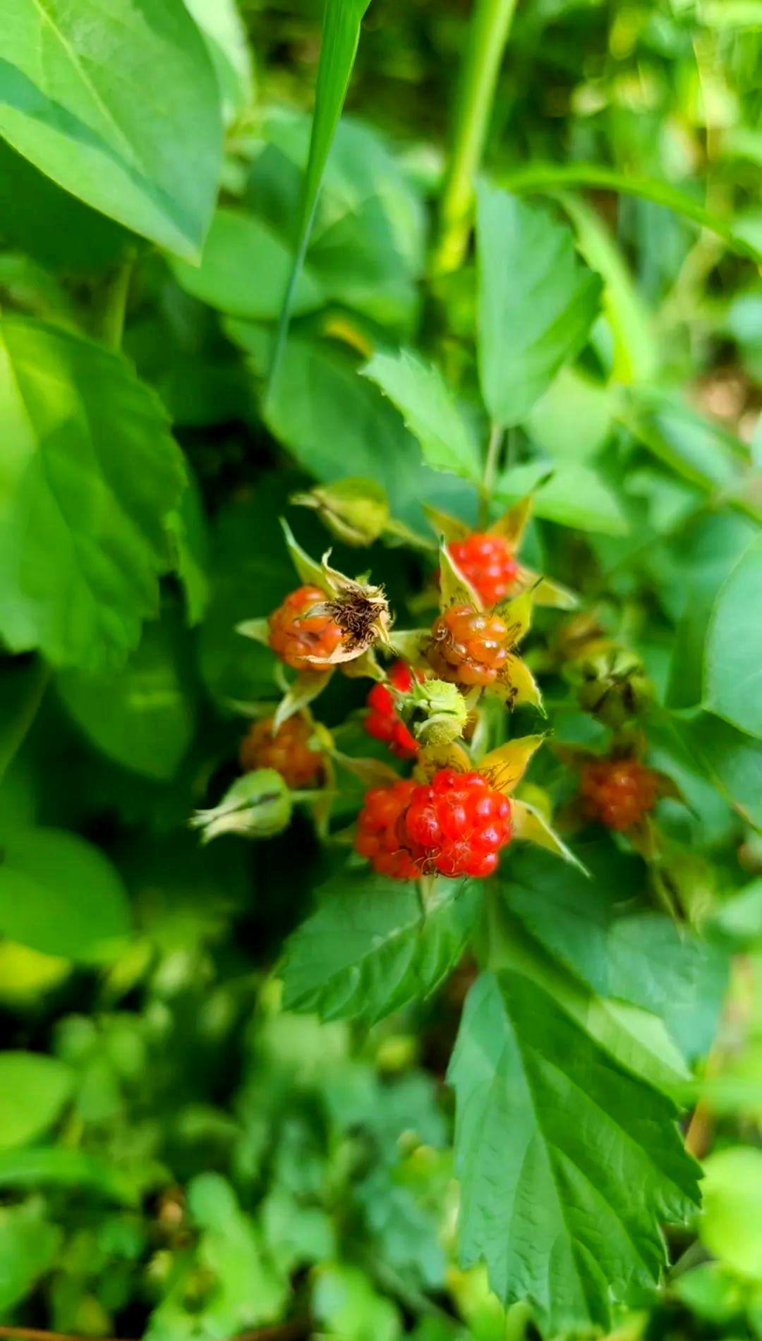 茅莓(茅莓草药图片) 茅莓(茅莓草药图片)