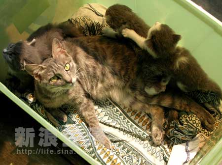 猫的生殖器官(猫的生殖部位在哪里) 猫的生殖器官(猫的生殖部位在哪里)