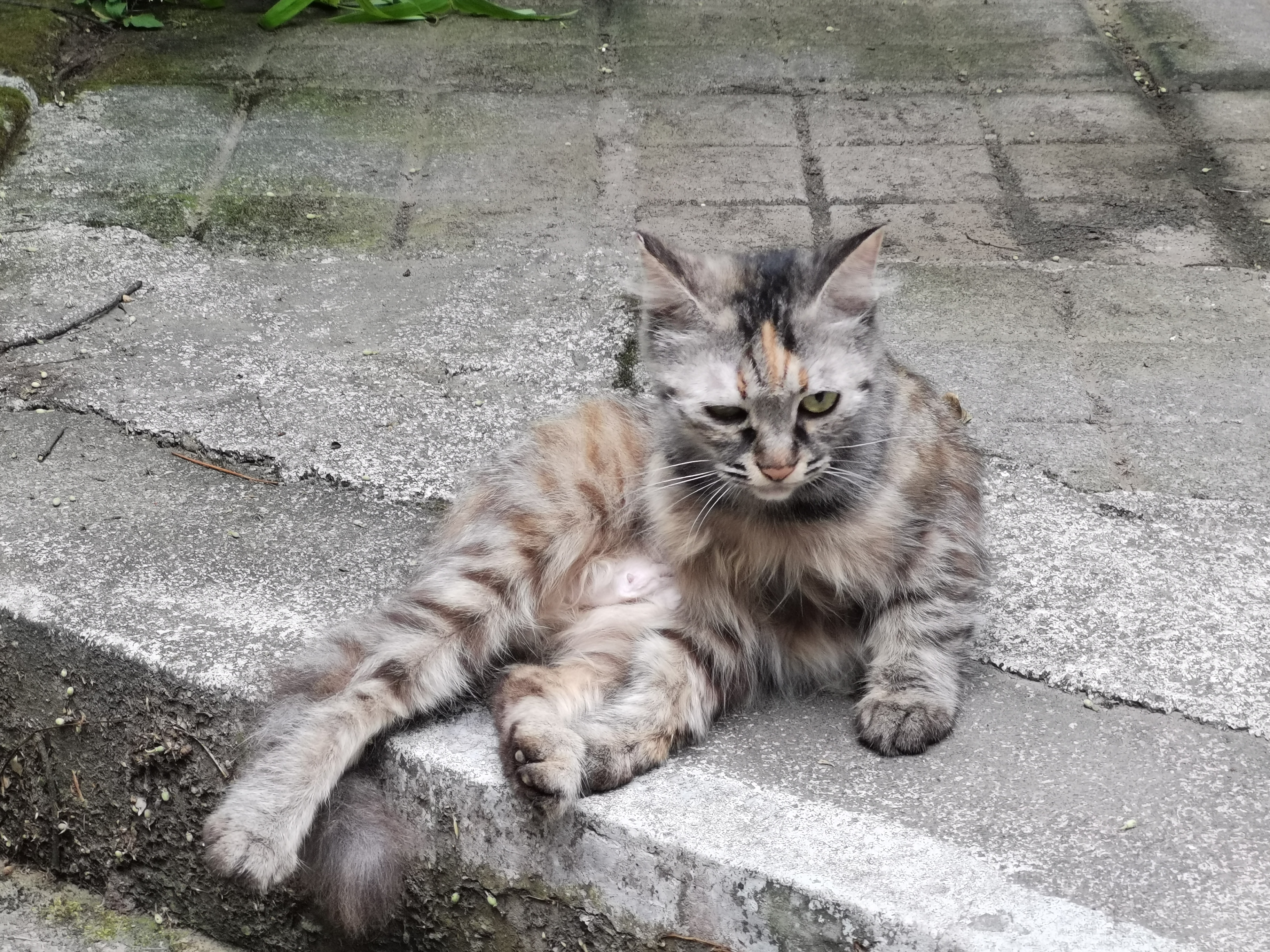 流浪猫跟着你走是什么兆头(晚上流浪猫跟着你走是什么兆头)