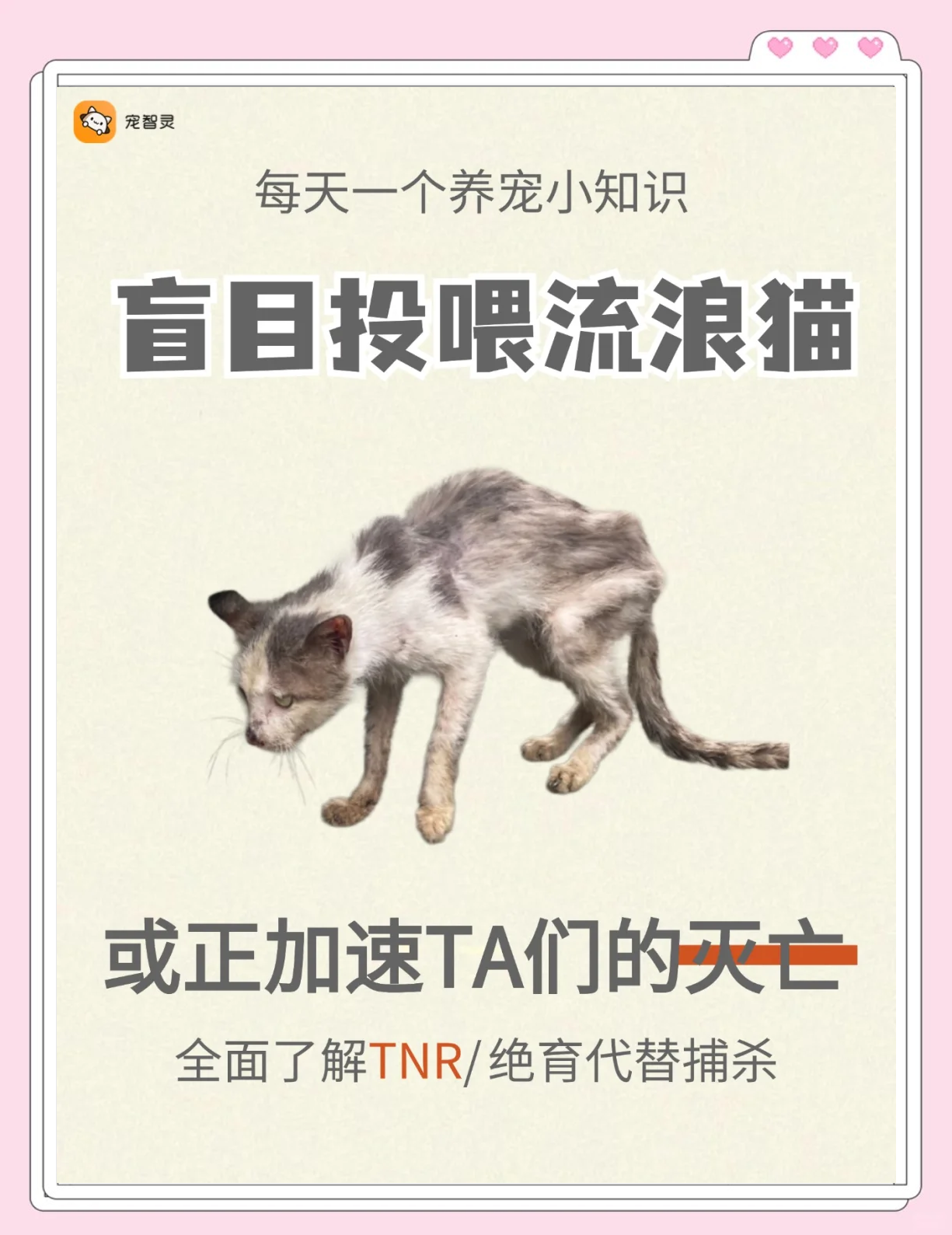 流浪猫跟着你走是什么兆头(晚上流浪猫跟着你走是什么兆头) 流浪猫跟着你走是什么兆头(晚上流浪猫跟着你走是什么兆头)