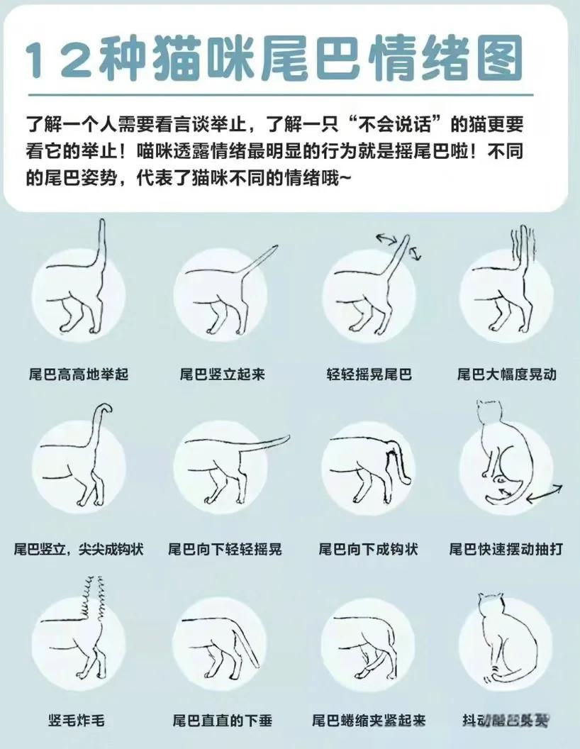 猫翘尾巴是什么意思(猫翘尾巴是什么意思?)
