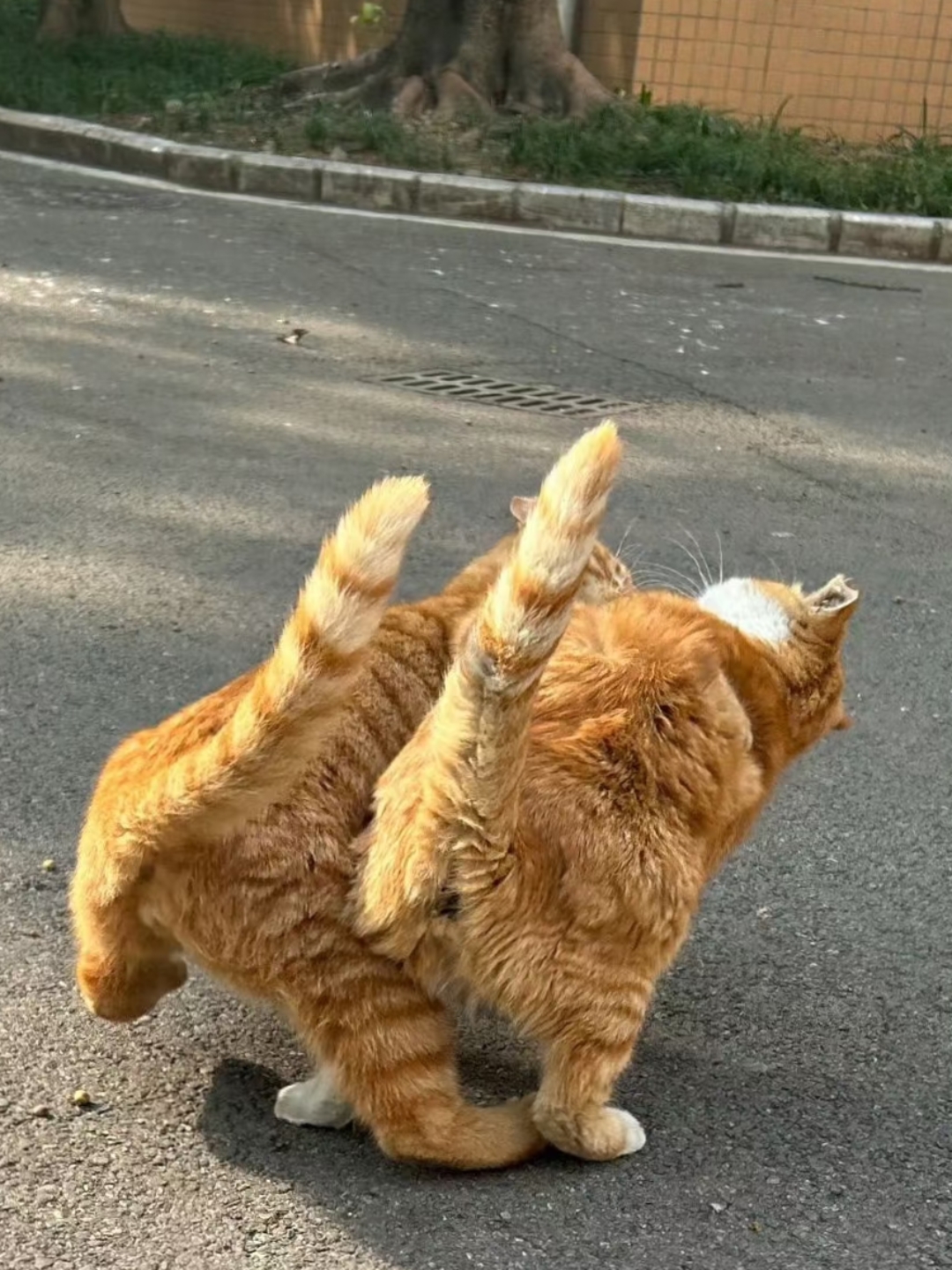 猫翘尾巴是什么意思(猫翘尾巴是什么意思?)