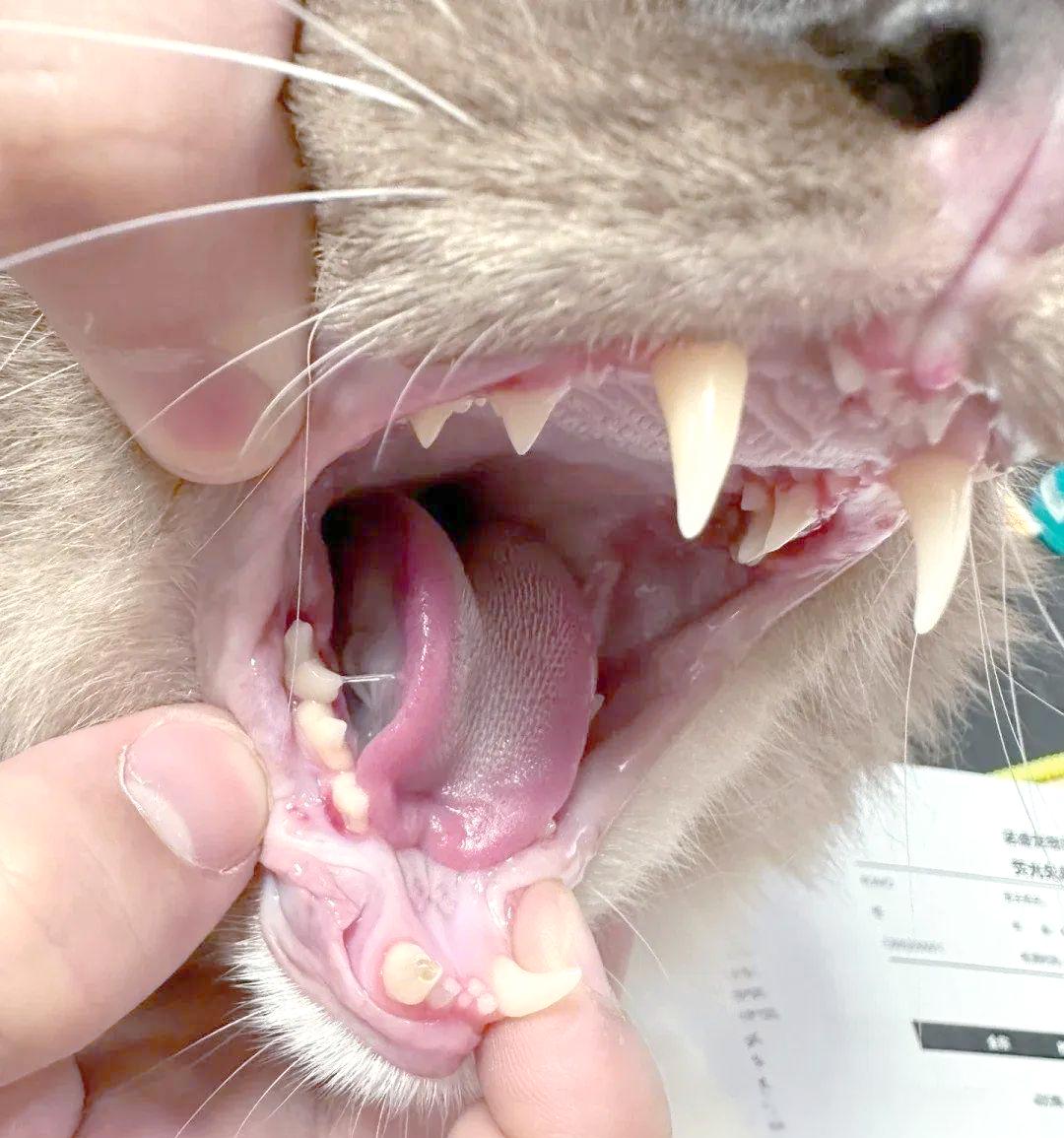 猫咪口炎的症状和处理方法(猫咪口炎的症状和处理方法视频)