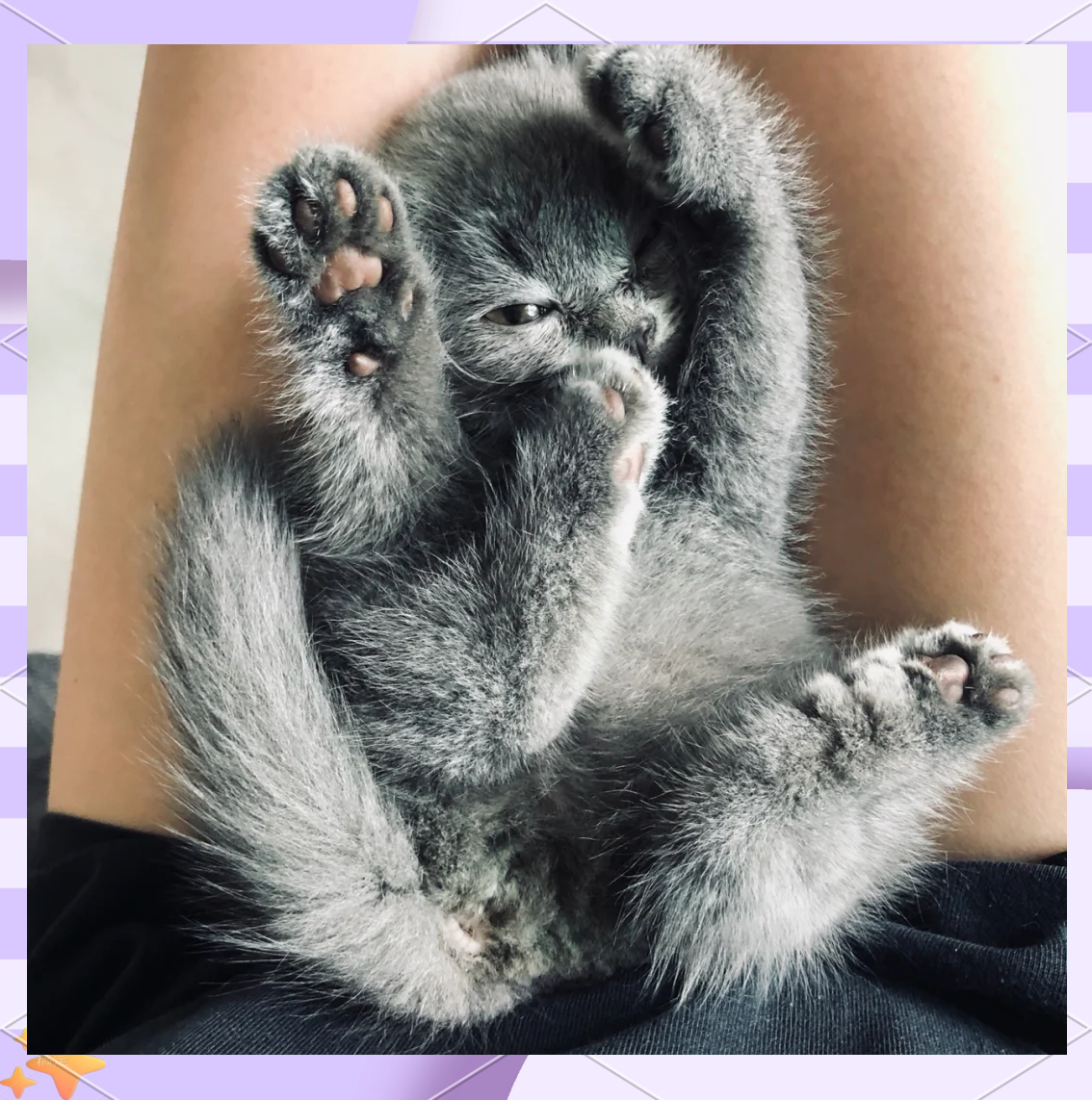 猫冠状病毒(猫冠状病毒怎么治疗)