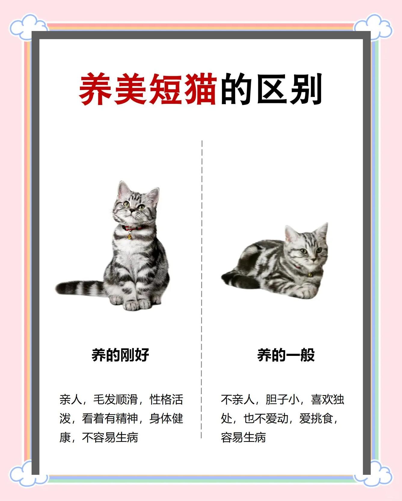 猫可以吃椰子肉吗(小猫能不能吃椰子肉)