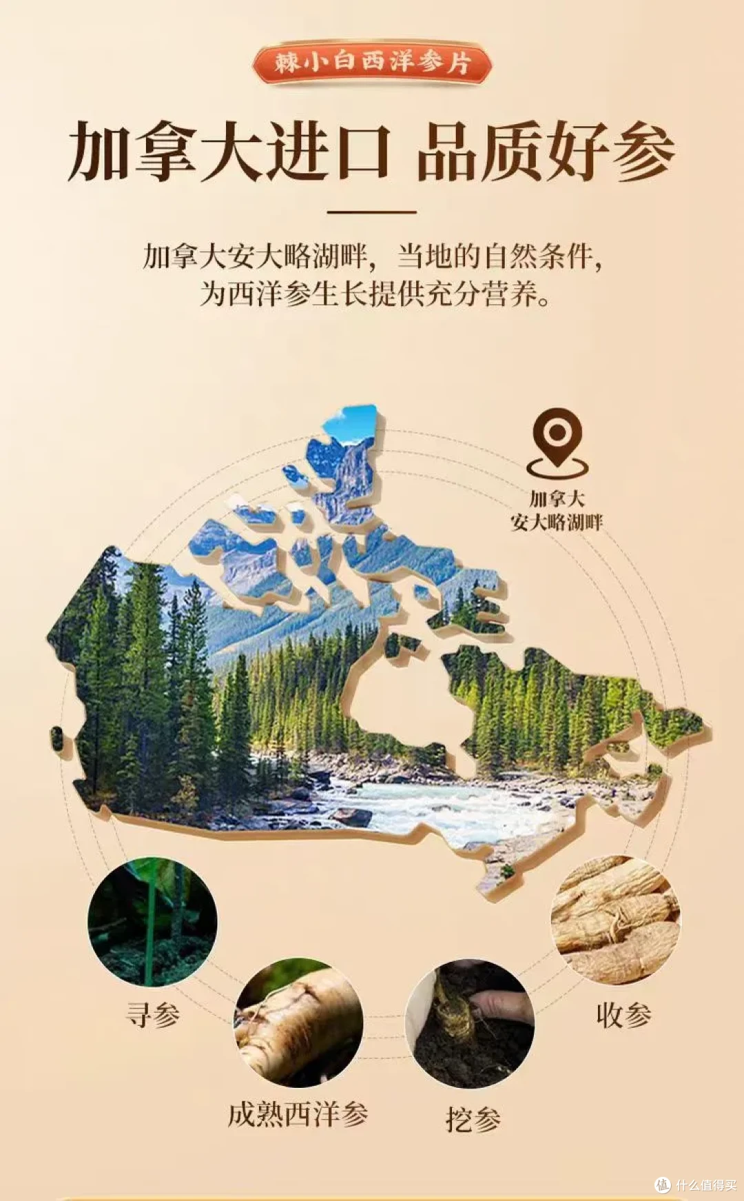 西洋参产地哪里好(正宗西洋参产地在哪里)