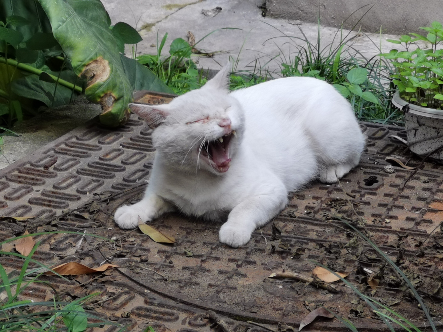 打完妙三多猫咪没精神不爱动(打完妙三多猫咪没精神不爱动,呕吐)