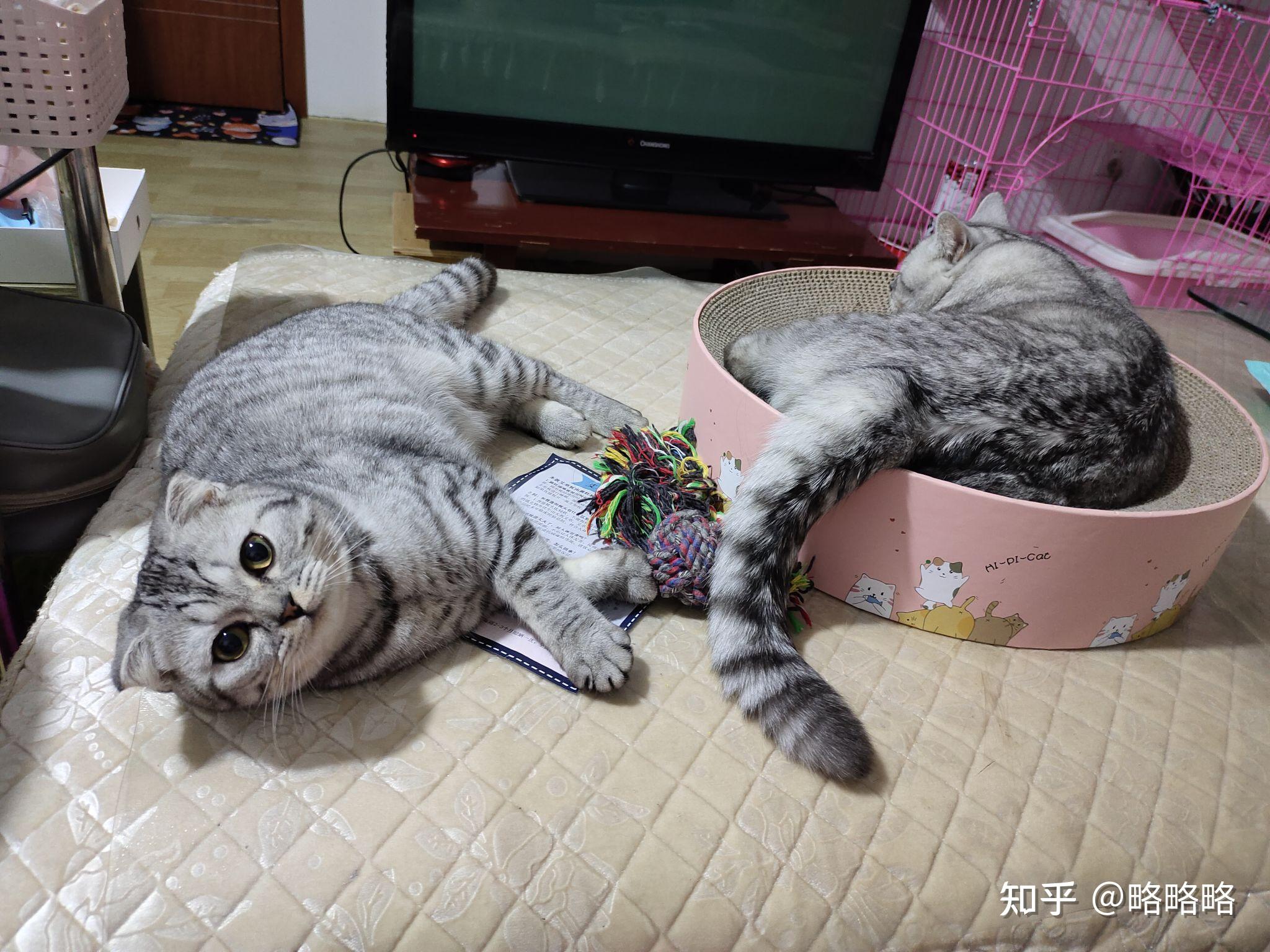 银渐层和蓝猫配出来什么样子(银渐层和蓝猫配种生什么猫宝宝)