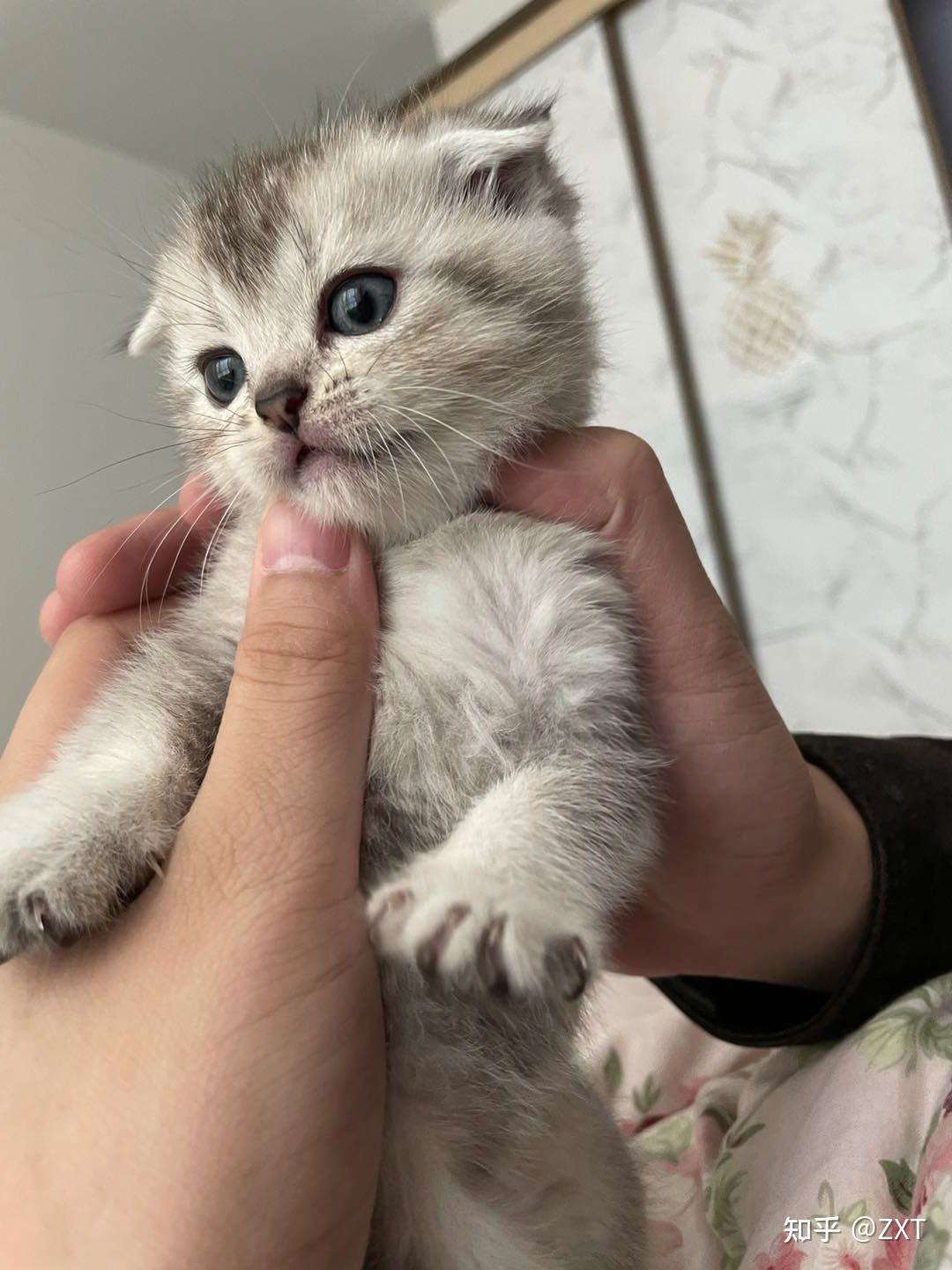 银渐层和蓝猫配出来什么样子(银渐层和蓝猫配种生什么猫宝宝) 银渐层和蓝猫配出来什么样子(银渐层和蓝猫配种生什么猫宝宝)