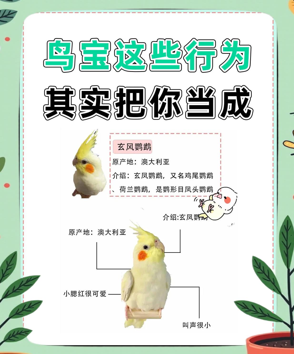 鹦鹉的拼音(鹦鹉,的拼音) 鹦鹉的拼音(鹦鹉,的拼音)