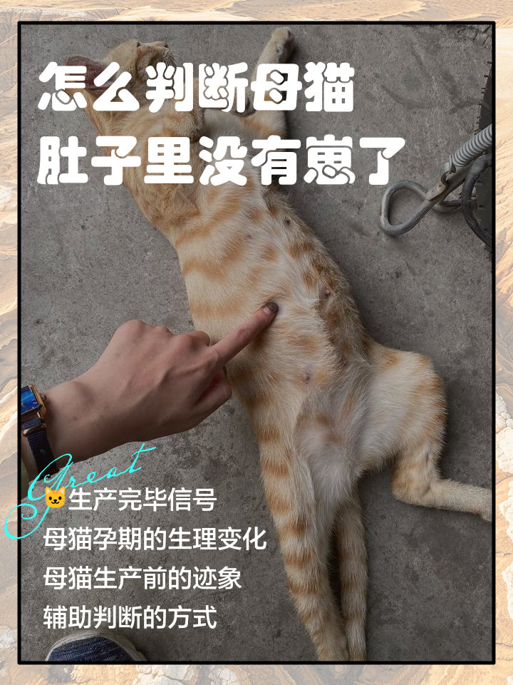猫第一胎能生几只(猫第一胎能生多少只) 猫第一胎能生几只(猫第一胎能生多少只)