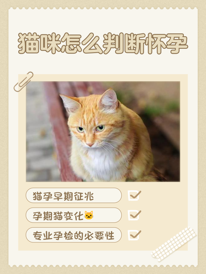猫咪怀孕多久肚子明显变大(猫咪怀孕多久肚子明显变大了)