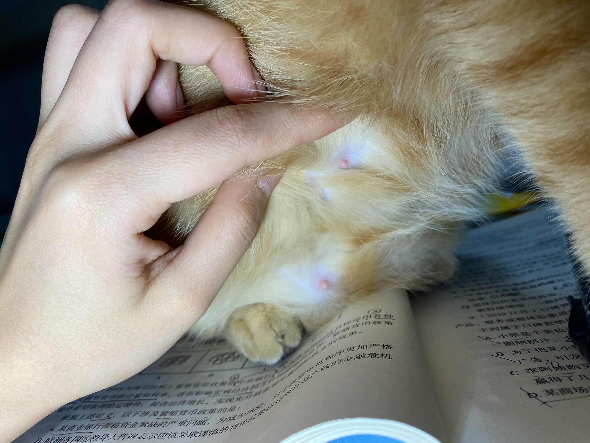 猫咪怀孕多久肚子明显变大(猫咪怀孕多久肚子明显变大了)