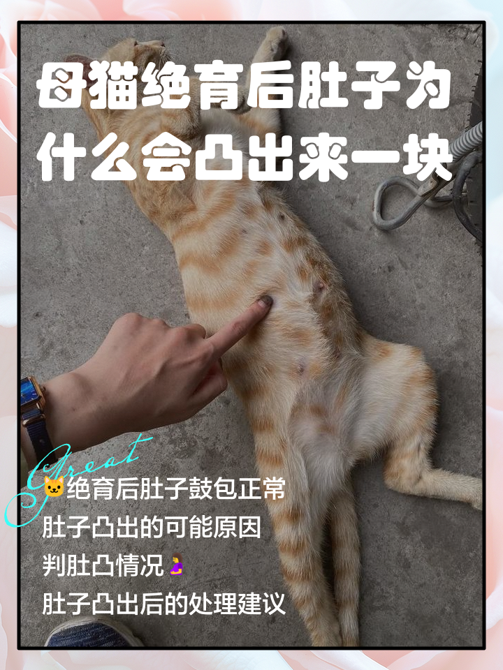 母猫分娩结束后的表现(母猫分娩结束后的表现有哪些)