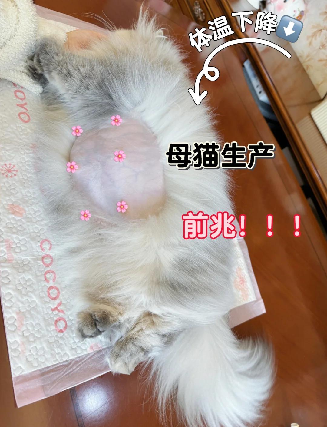 母猫分娩结束后的表现(母猫分娩结束后的表现有哪些) 母猫分娩结束后的表现(母猫分娩结束后的表现有哪些)