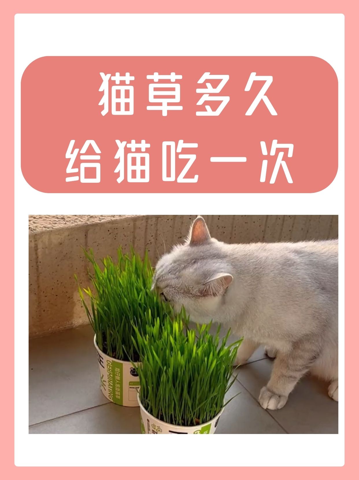 猫能吃草莓吗(猫能吃草莓吗有毒吗)