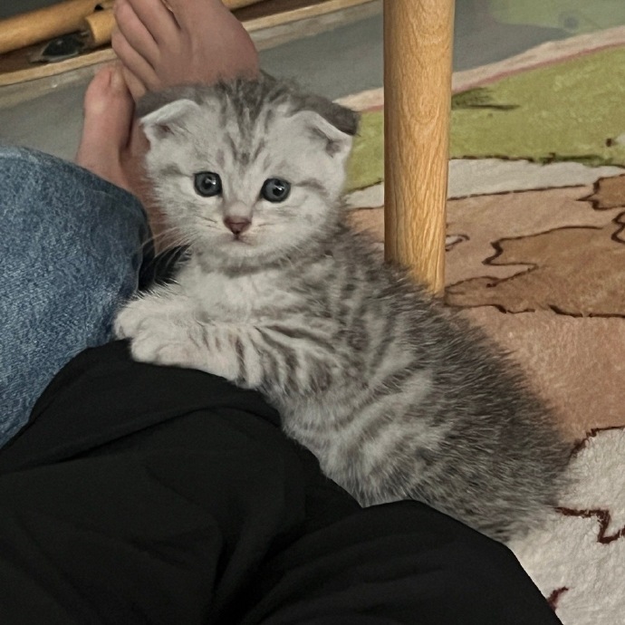 折耳猫一般能活多少年(折耳猫一般可以活多少年) 折耳猫一般能活多少年(折耳猫一般可以活多少年)