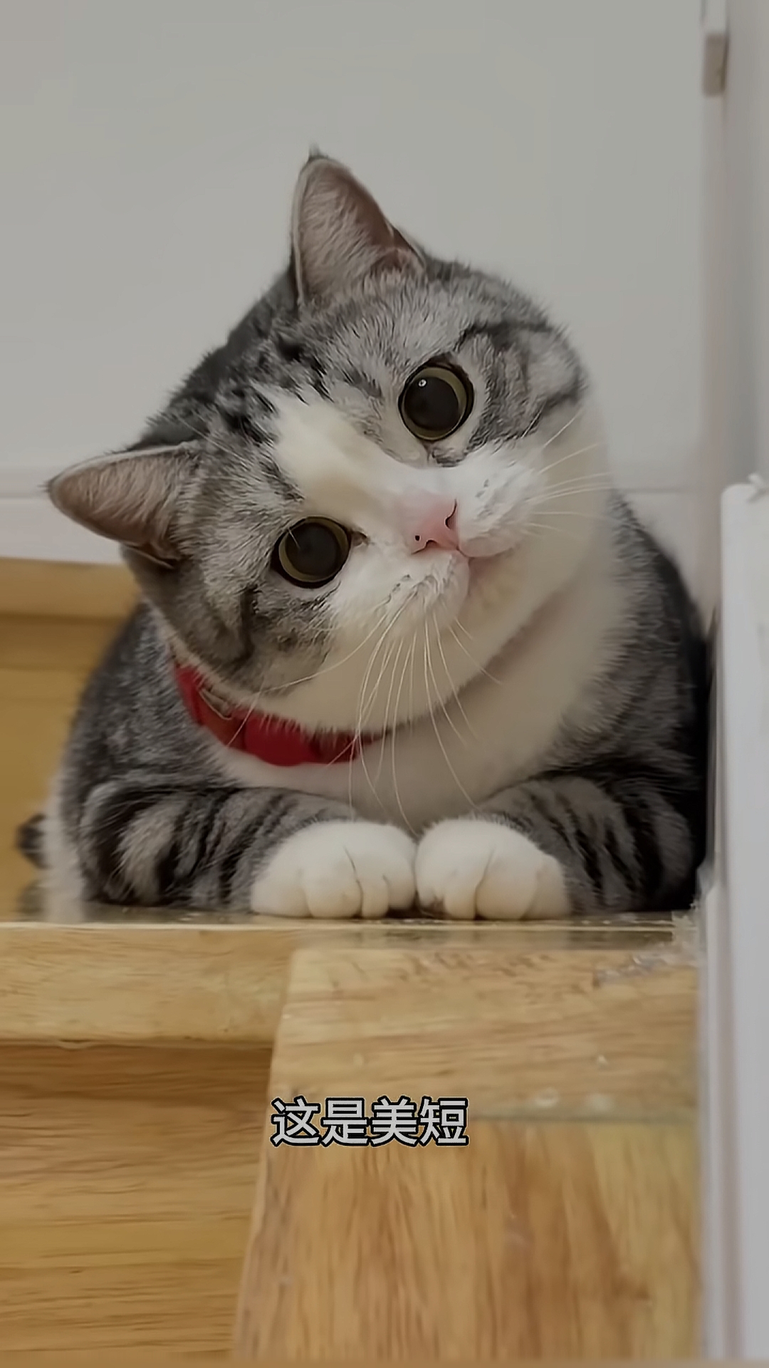 最可爱的猫(公认十大最可爱的猫) 最可爱的猫(公认十大最可爱的猫)