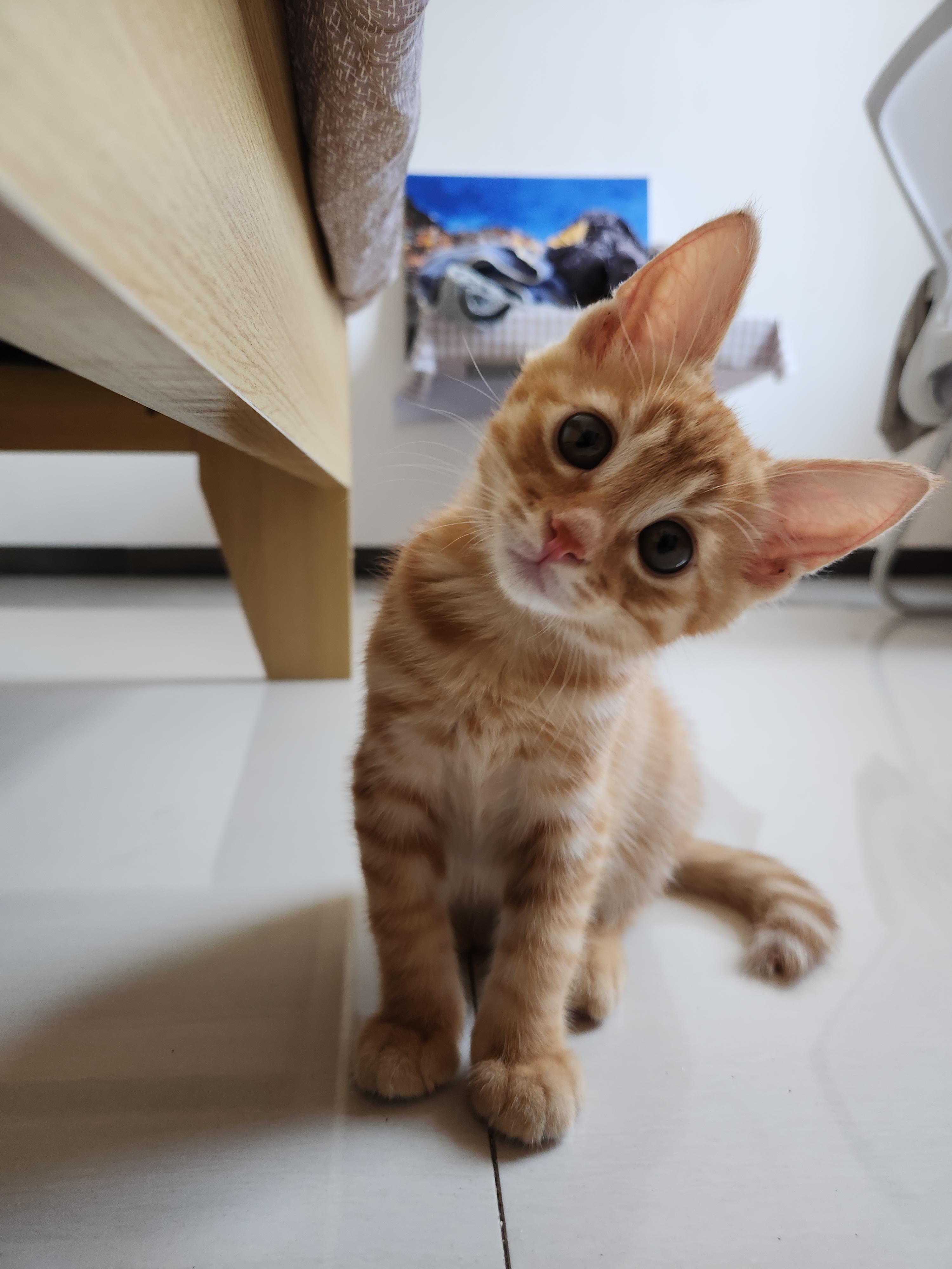 最可爱的猫(公认十大最可爱的猫)