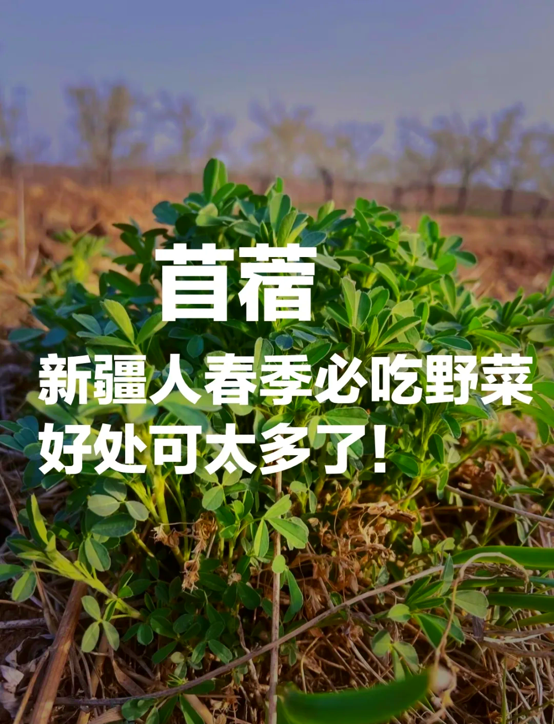 苜蓿是什么东西(苜蓿是什么植物,怎么读这个名) 苜蓿是什么东西(苜蓿是什么植物,怎么读这个名)