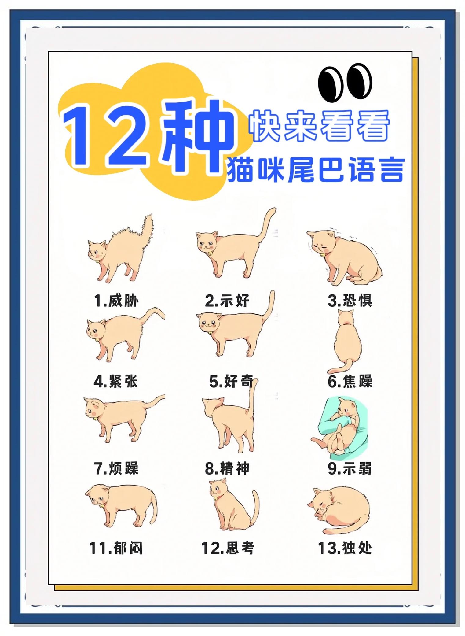 小猫英语怎么读音(小猫英语怎么读语音)