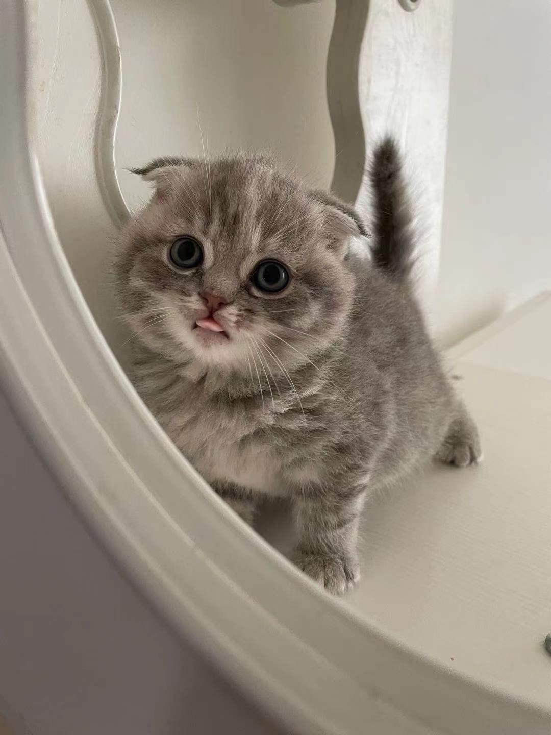 半折耳和全折耳的区别(杂交的折耳猫还会发病吗)