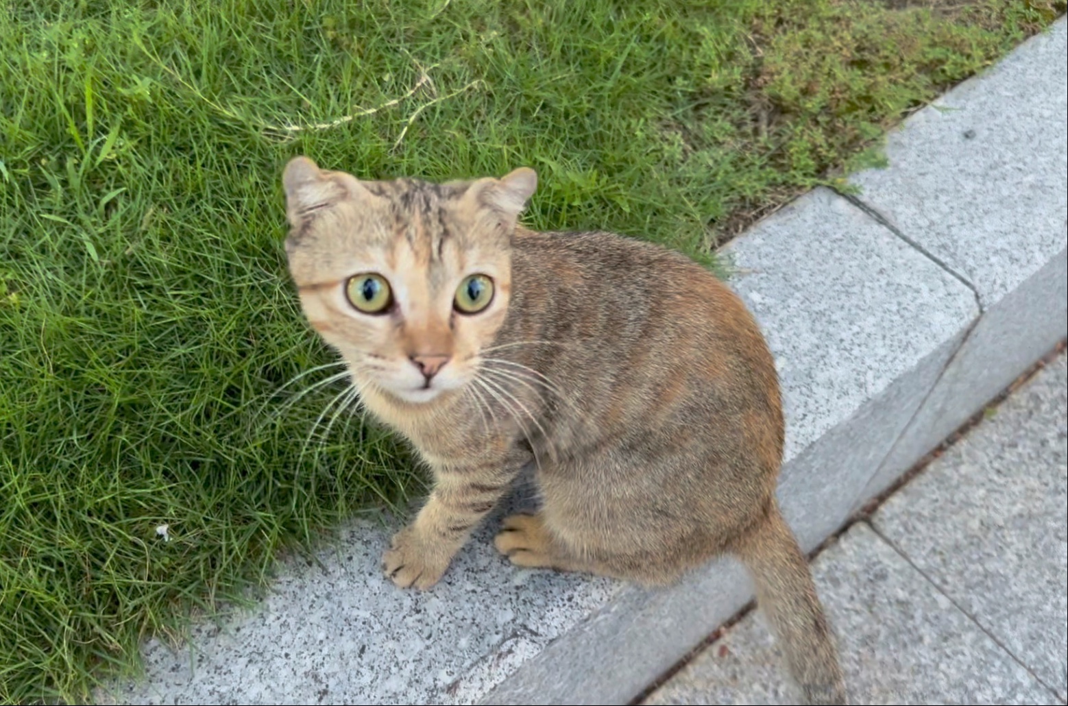 半折耳和全折耳的区别(杂交的折耳猫还会发病吗)
