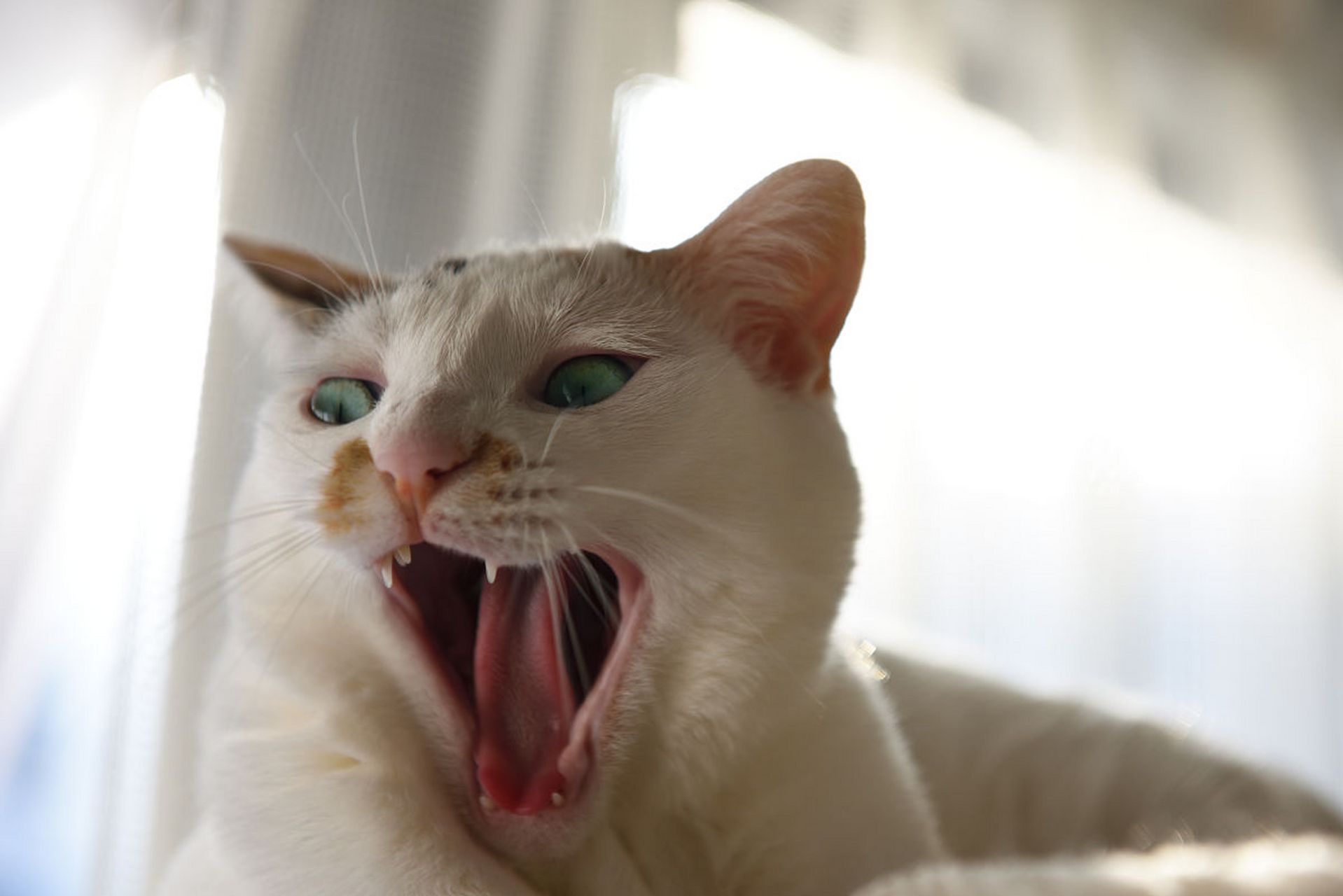 半夜猫叫(半夜猫叫为什么不能出去看) 半夜猫叫(半夜猫叫为什么不能出去看)