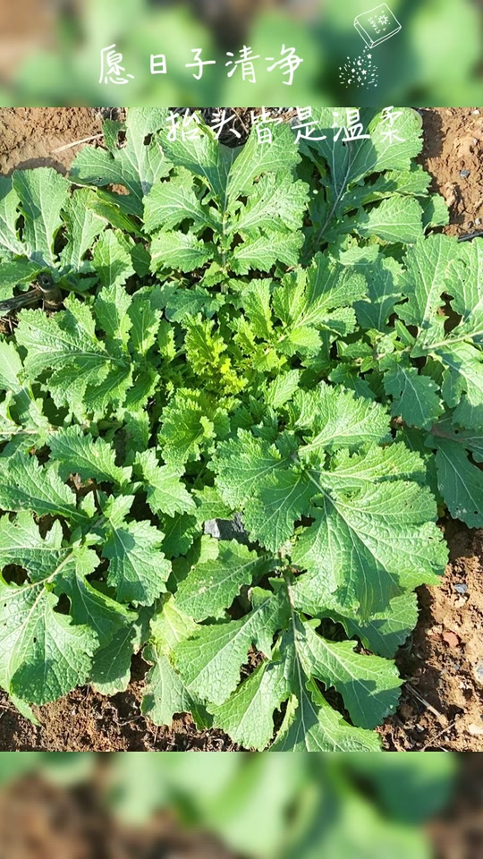 霜打的茄子歇后语意思(霜打的茄子歇后语意思蔫)