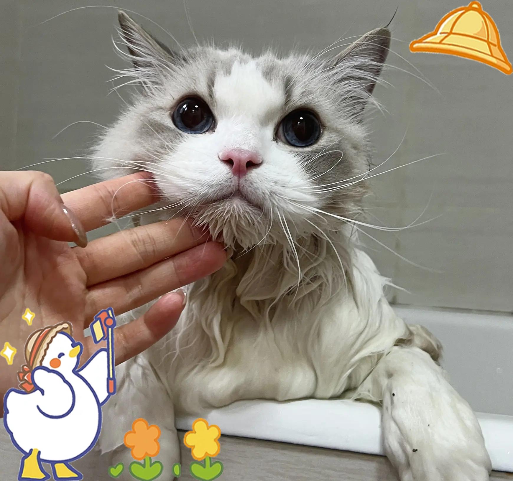 小猫多大可以洗澡?怎么洗(小猫多大可以洗澡?怎么洗的)