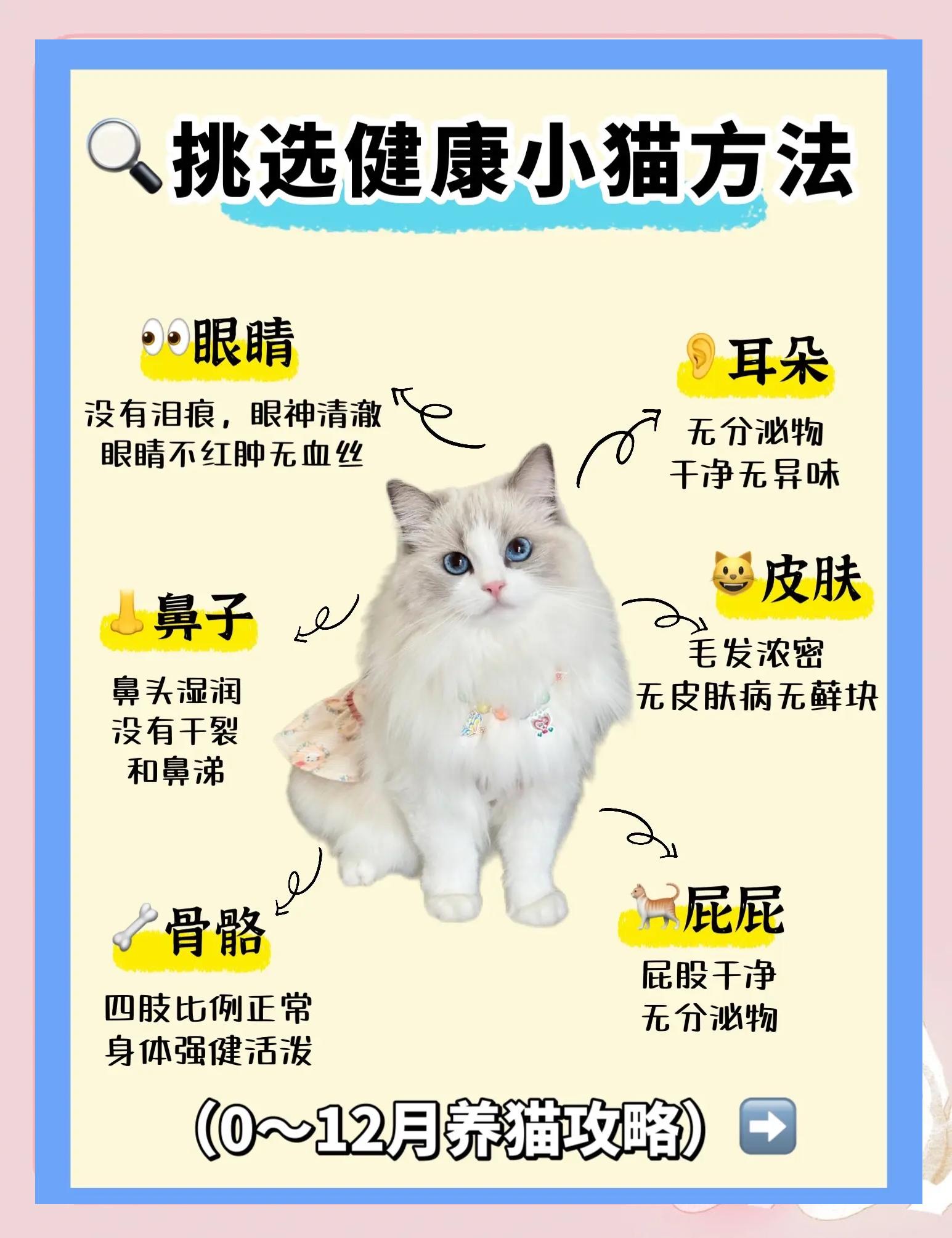 小猫多大可以洗澡?怎么洗(小猫多大可以洗澡?怎么洗的) 小猫多大可以洗澡?怎么洗(小猫多大可以洗澡?怎么洗的)