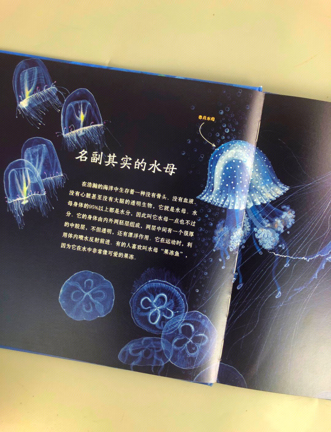 水母的寓意代表什么(水母的寓意代表什么意思)