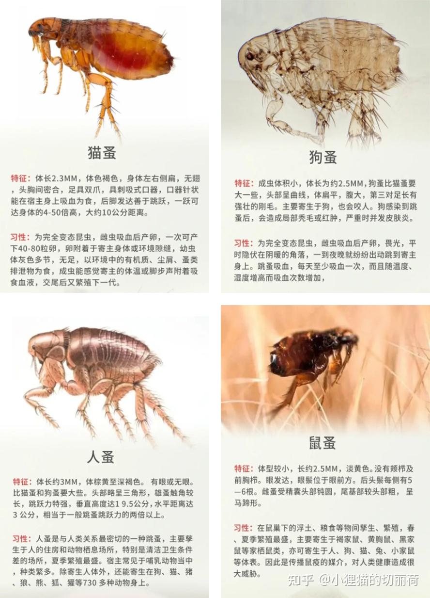 判断猫身上是否有跳蚤(怎样判断猫身上有无跳蚤)