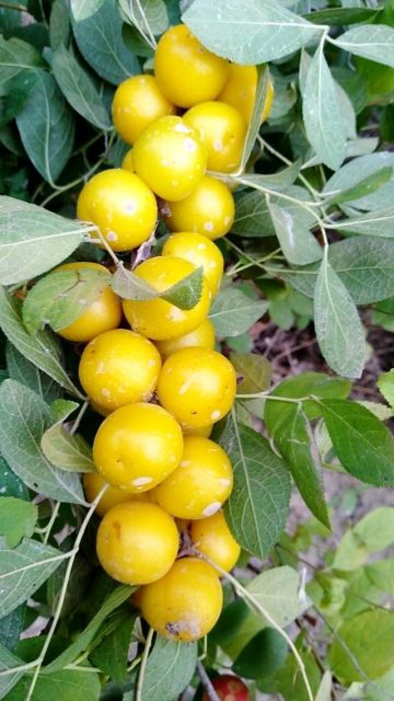 钙果(钙果图片)