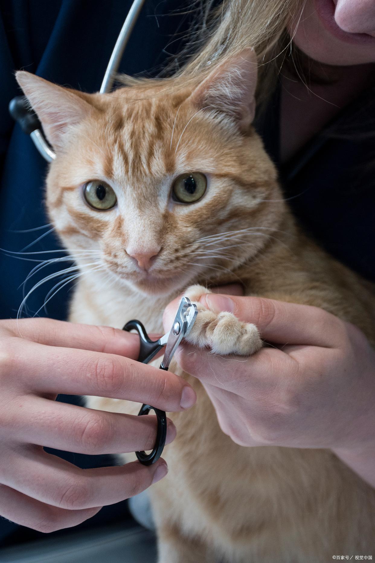 猫咬指甲还很用力的拉(猫咬指甲还很用力的拉肚子)