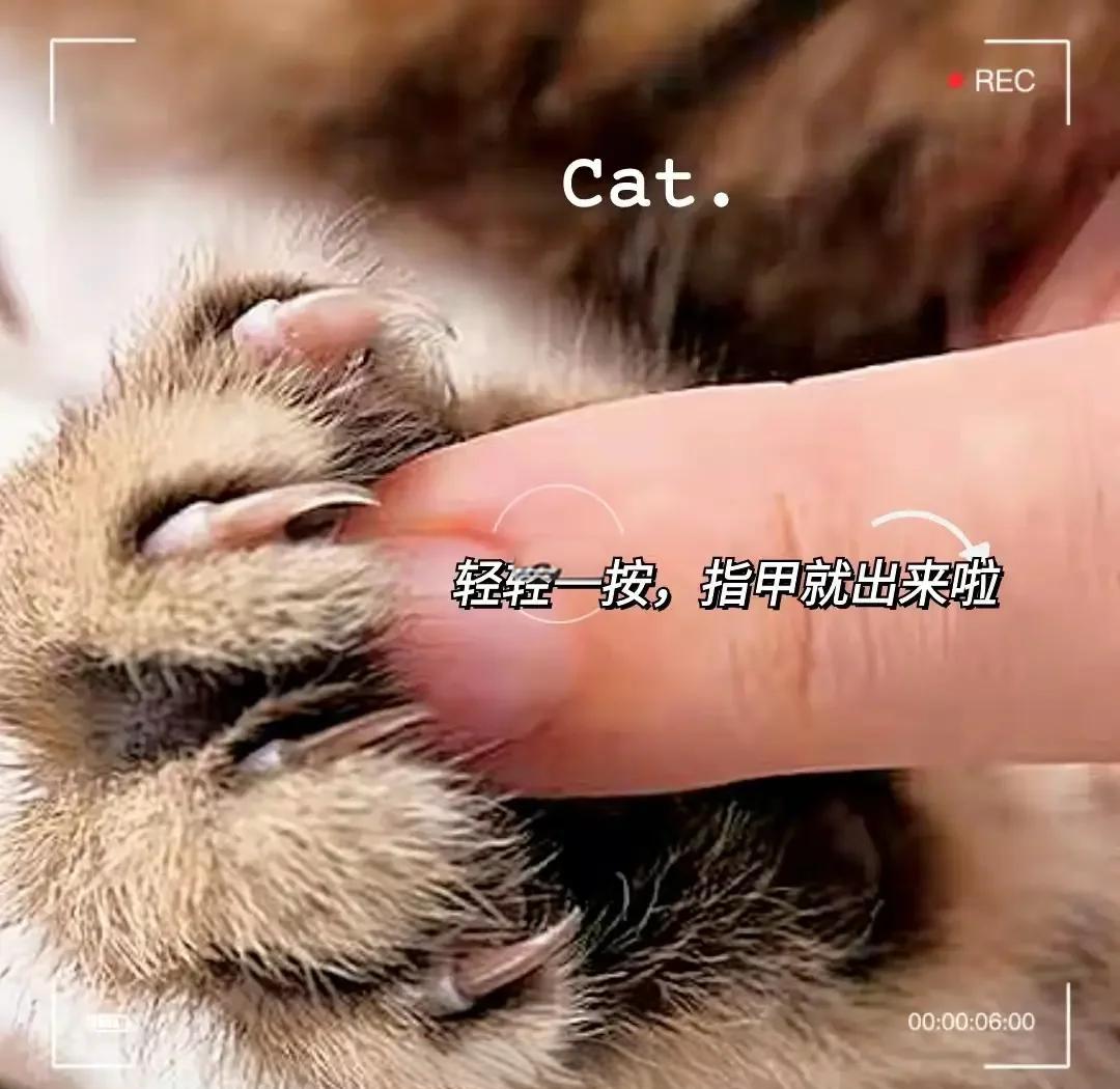 猫咬指甲还很用力的拉(猫咬指甲还很用力的拉肚子)